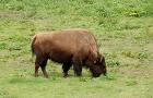 Golden Gate Park bison